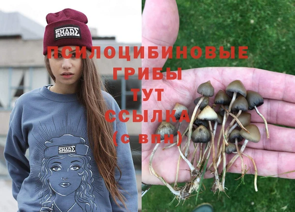 стаф Новодвинск
