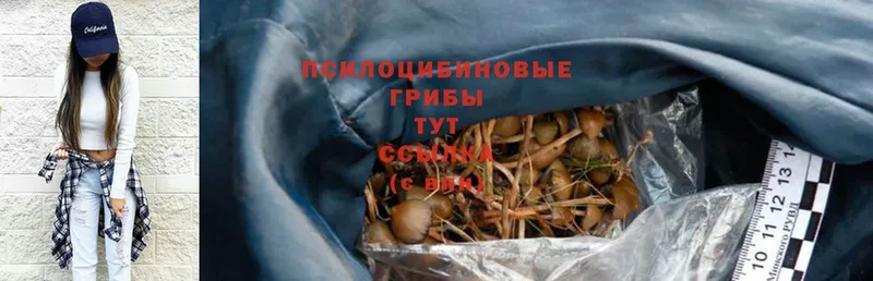 Галлюциногенные грибы Psilocybe  где купить наркоту  Отрадное 